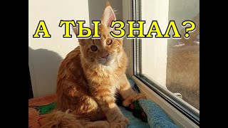 Кто такие МЕЙН-КУНЫ? Стоит ли их заводить?🐈🐈🐈