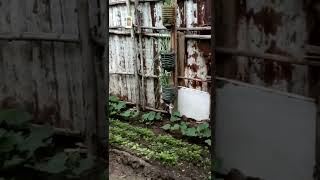 Vegetable farming - small scale farming in Kenya