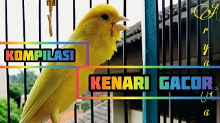 Kenari gacor MASTERAN kenari durasi panjang