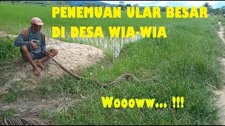 Penemuan Ular Besar di Kebun Warga Desa Wia-Wia, Kolaka Timur