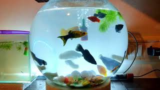 Bowl Aquarium full of Molly Fish variety