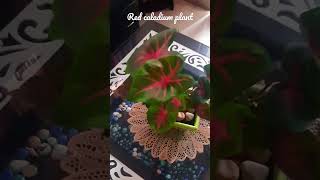 Red caladium plant🪴#like indirect sunlight#tubrous plant#spring to autumn#shorts