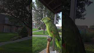 Amazon yellow nape parrots are camera shy