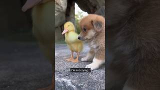 Puppy and duckling adventure #dog #puppy #shorts