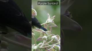 purple sunbird feeding on nectar| #indianbirds #bird #sunbird #birdfeeding #nature #birdwatching