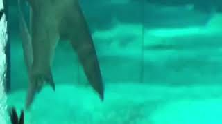 Acquario di Genova. Ancora squali!!! Betti Pili