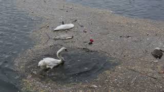 Dead and Dying Swans on River Nene