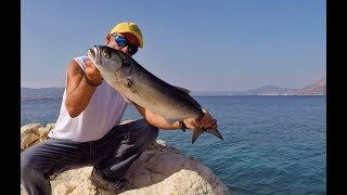 Bluefish Piranha of the sea Fishing Greece