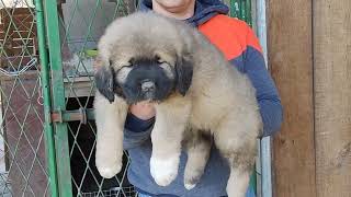 caucasian shepherd dog @caucasian_shepherd_europe