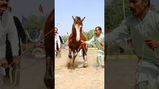 Ghora dance nawab asad ullah waseer from jaranwala