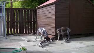 German Shorthaired Pointer Puppies