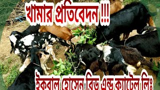 নতুন উদ্যোক্তাদের জন্য ছাগল খামার প্রতিবেদন // ইকবাল হোসেন ব্রিড এন্ড ক্যাটেল লিঃ