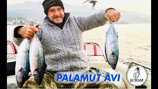 PALAMUT AVI A' DAN Z ' YE (PALAMUT & TORİK AVI) - (BALIK AVI)