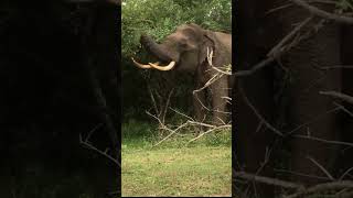 Beautiful tusker 🐘@ Yala national park caught Safari jeep in Sri Lanka