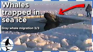 Gray whales trapped in sea ice in Alaska #shorts