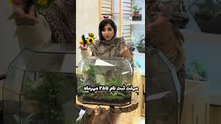 مسابقه یا همون فستیوال گل تو اصفهان 😎 در بازار گل بین المللی سپاهان