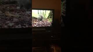 Baby Roo watching a squirrel on tv