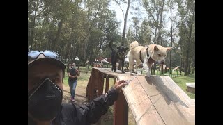 BÚSCAME EN LA CUMBRE WORKOUT CANINO DE OBEDIENCIA.