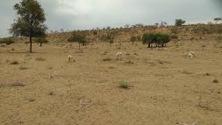 Secrets of the Desert | What Do Sheep Eat in the Arid Land