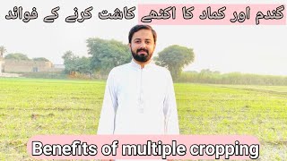 Benefits of multiple cropping|Gandum aur kamand ekhtay kasht karnay k faiday