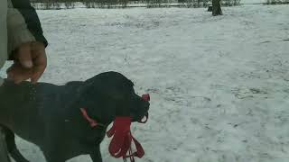 Лабрадор 🐕. Веста тренировка в парке🏂⛸️❄