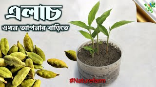 How to grow elaichi at home | How to grow market cardamom seeds