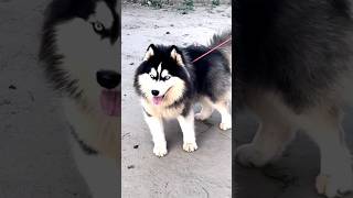 husky dog #husky #shorts #shortsviral