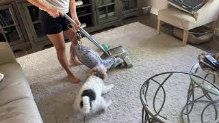 #short - Wire Fox Terrier Attacks the Vacuum!!!