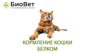 Кормление кошки белком