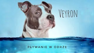 Veyron pływanie w Odrze