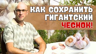 КАК СОХРАНИТЬ РЕКОРДНЫЙ УРОЖАЙ ЧЕСНОКА!