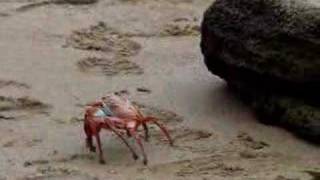 Sally Lightfoot Crab