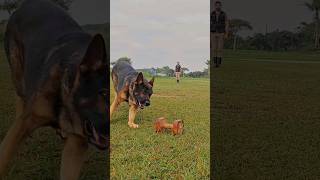 Pastor alemão (Togo) em ação no exercício de halter #doglover #dog #pets