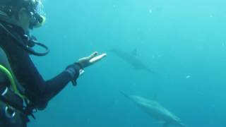 India scuba diving with Dolphins in El Quseir, Egypt