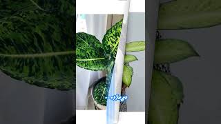 Top 10 Series - Top 10 Dieffenbachia Varieties I PlantFactory