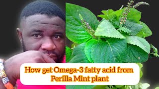 How to get Omega-3 fatty acid from Perilla Mint