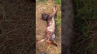 Przebudzenie Pumy -mój kot Kiciuś #cat #animals #catvideos