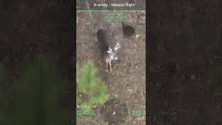 Buck Watching - DJI Mavic 3T Thermal