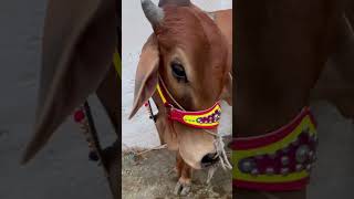 #Emotional || Ek Akhri mulaqat || bht yaad aye gi😩😩#sadfeeling #Viral #ytshort #qurbani #Shorts