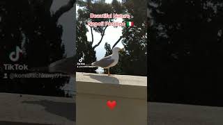 Beautiful Nature, a Bird in Napoli Posillipo 🇮🇹