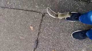 Baby Squirrel Chases Me