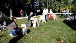 Hungária Komondor Klub Komondor Speciális CAC 2014. BIS