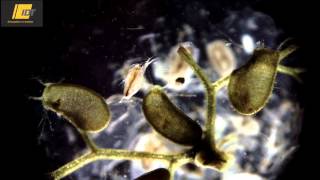 Bladderwort