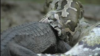 GRAPHIC! Catch and Cook Wild Florida Burmese PYTHON!!!