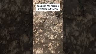 Sombras forestales durante el eclipse 🌞🌑🌳👌