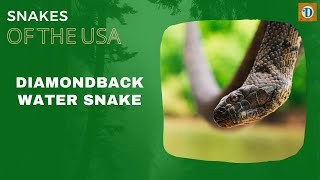 DIAMONDBACK WATER SNAKE