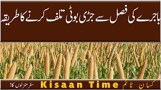 Bajre ki fasal se jari boti talf karne ka tariqa باجرے کی فصل سے جڑی بوٹی تلف کا طریقہ  kisaan Time