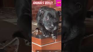 funny dog #short #funny #shortvideo #animals #😆😁💕💕😜