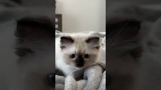 Cute clips of miss Kiwi