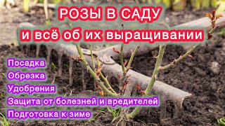 РОЗЫ - все этапы ухода от посадки до зимовки.